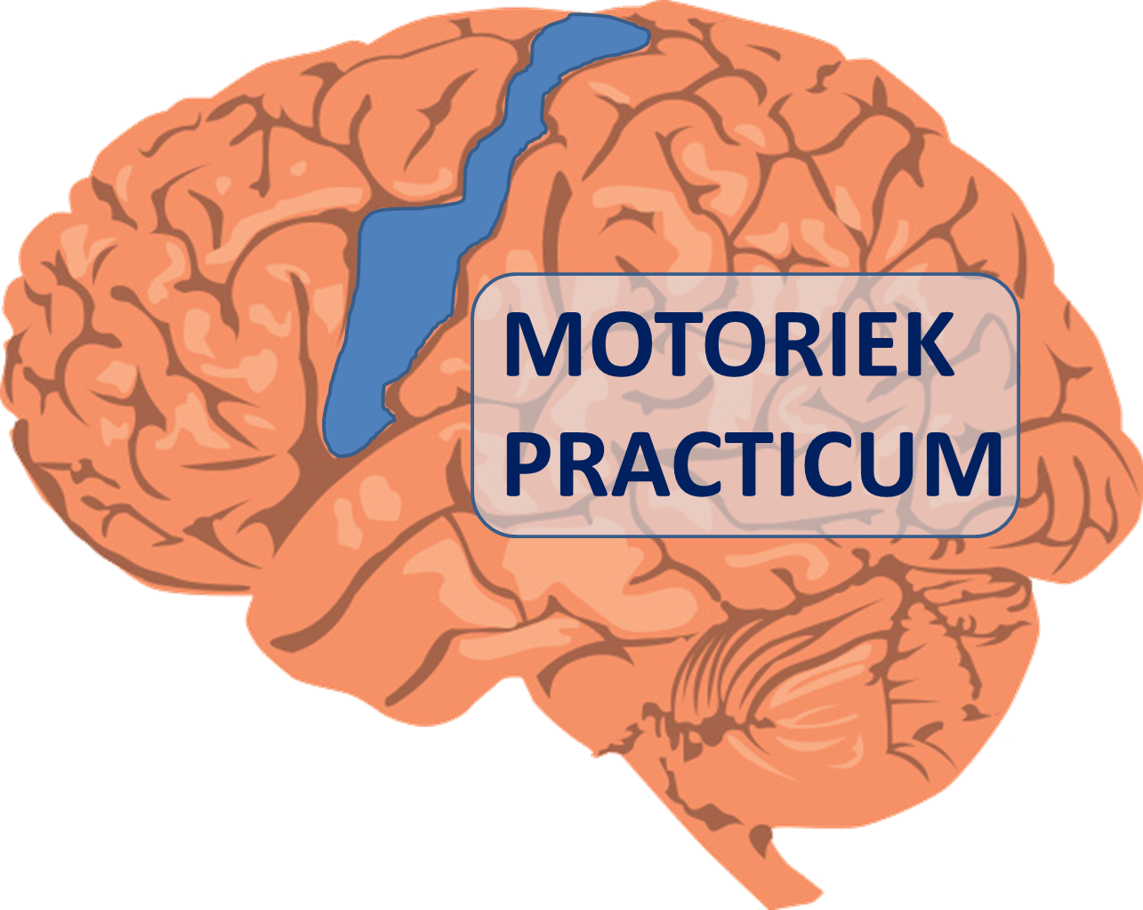 Motoriek practicum